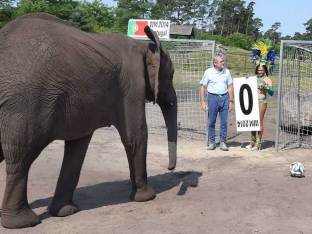 FIFA World Cup 2014: Nelly the Elephant, the Fortune-Teller