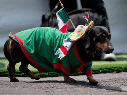 World Cup 2014 Kitsch: From Dog Jerseys to Brazil Condoms World Cup 2014 Kitsch: From Dog Jerseys to Brazil Condoms