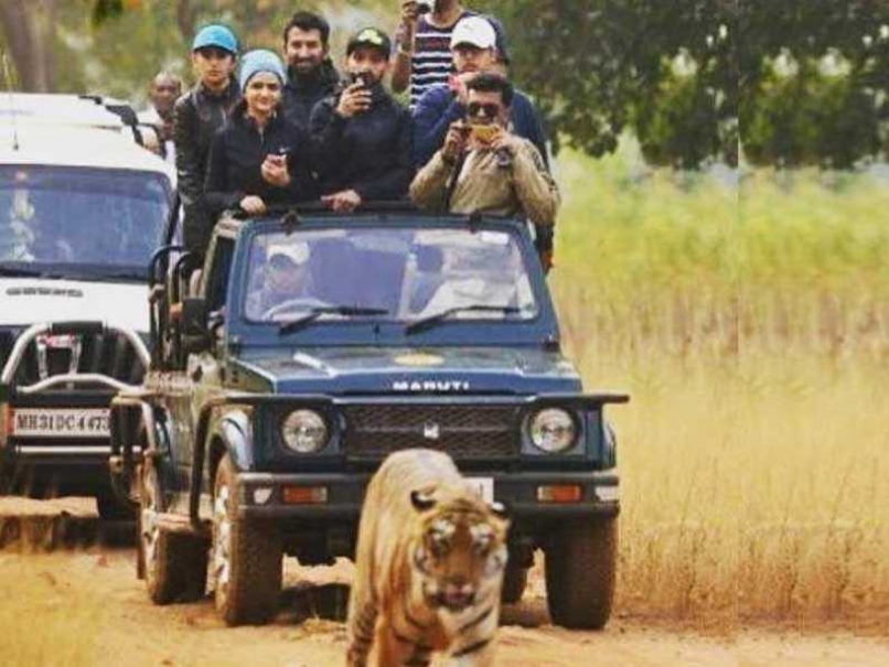 After Series Win Versus South Africa, Team India Goes on Tiger Safari