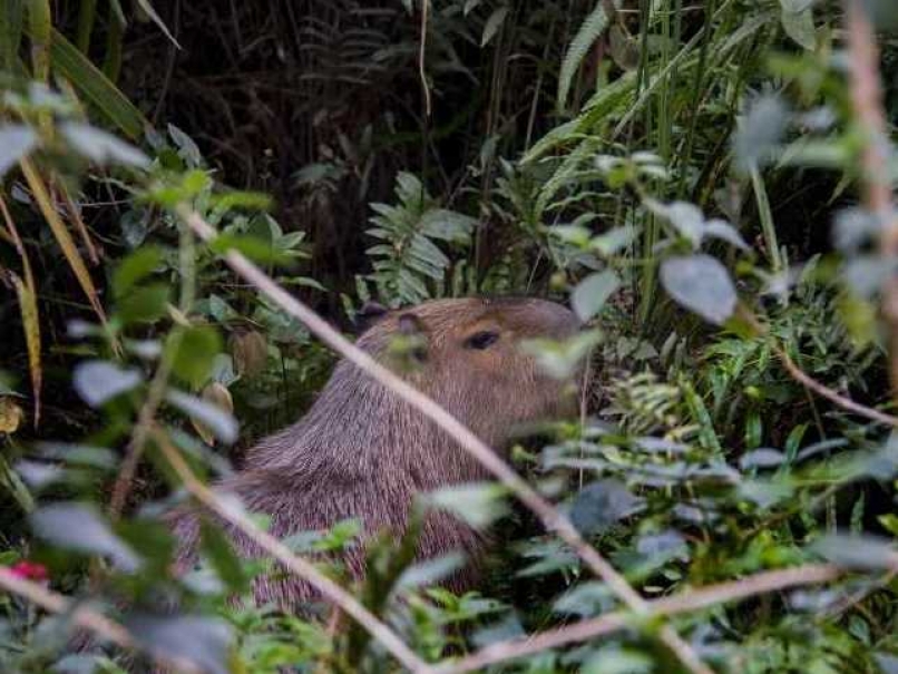Rio Olympics: Crocodiles, Sloths Call The Shots at Golf Course