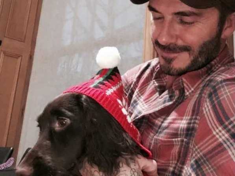 David Beckham Sends Pet For Grooming in Limousine?