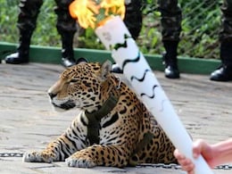 Jaguar Shot Dead During Olympic Ceremony After Escaping Handlers Jaguar Shot Dead During Olympic Ceremony After Escaping Handlers