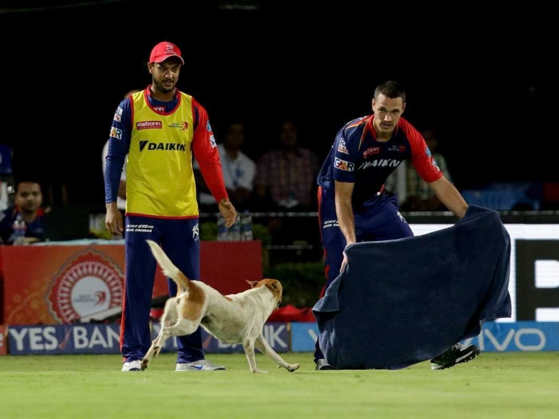 IPL: Dog Invasion Sparks Chaos in RPS vs DD Clash