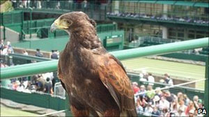 Wimbledon's Hawk Eye is a bird, not technology