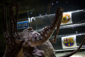 Octopus tips Man United to win UEFA Champions League