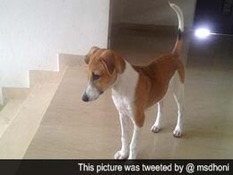 After tiger, Mahendra Singh Dhoni now adopts a pup After tiger, Mahendra Singh Dhoni now adopts a pup