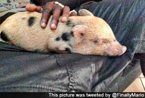 Mario Balotelli acquires pet piglet