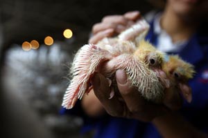 In China, badminton becomes bird flu's latest victim