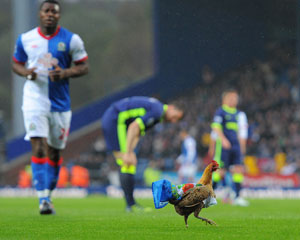 Venky's duck press over Blackburn relegation