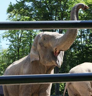 Euro 2012: Citta the elephant to sniff out winners
