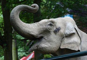 UEFA Euro 2012: Citta the elephant trumpets Polish victory