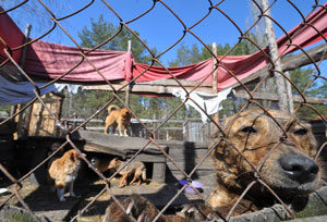 Klopp protests slaughter of stray dogs before Euro