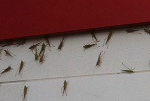 Bugs bug players in Australian Open