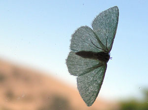 'Terror attack' of the moths at Olympics Village