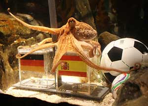 'Psychic' animals bid to emulate Paul the Octopus