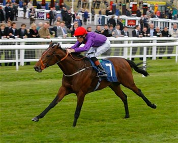 World's fastest man has equine rival - Usain Colt